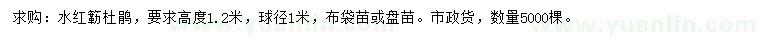 求購高1.2米杜鵑