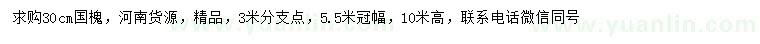 求購30公分國槐