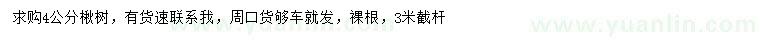 求購4公分楸樹