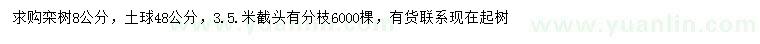 求購8公分欒樹