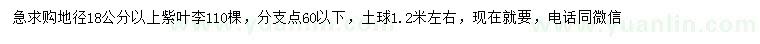 求購地徑18公分以上紫葉李