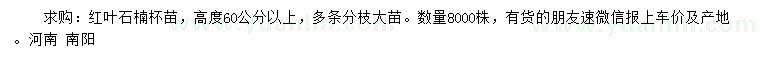求購高60公分以上紅葉石楠