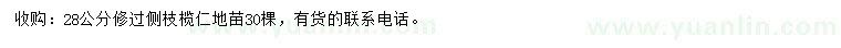 求購(gòu)28公分欖仁地苗