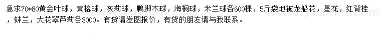 求購黃金葉球、黃榕球、灰莉球等