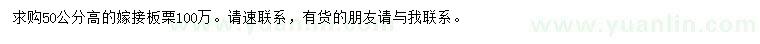 求購高50公分嫁接板栗