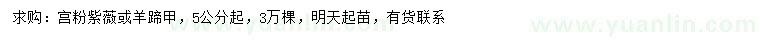 求購5公分起宮粉紫荊或羊蹄甲