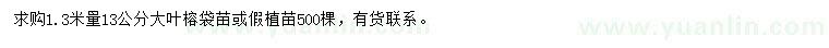 求購1.33米量13公分大葉榕