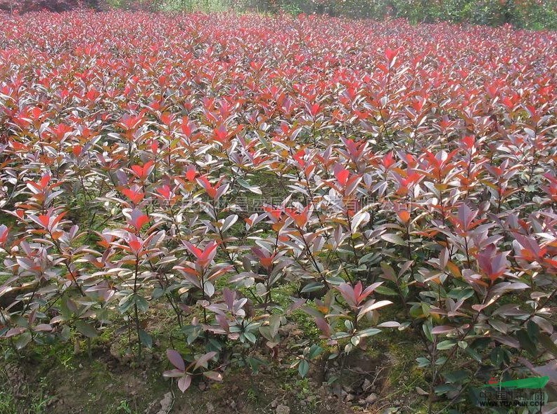 安徽紅葉石楠 安徽紅葉石楠批發(fā)/供應(yīng)