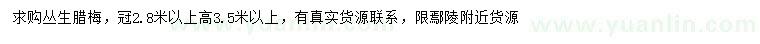 求購高3.5米以上叢生臘梅