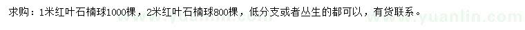求購1、2米紅葉石楠球
