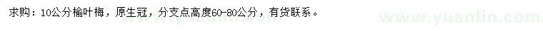 求購10公分榆葉梅