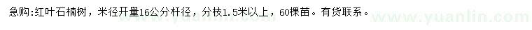 求購米徑16公分紅葉石楠樹
