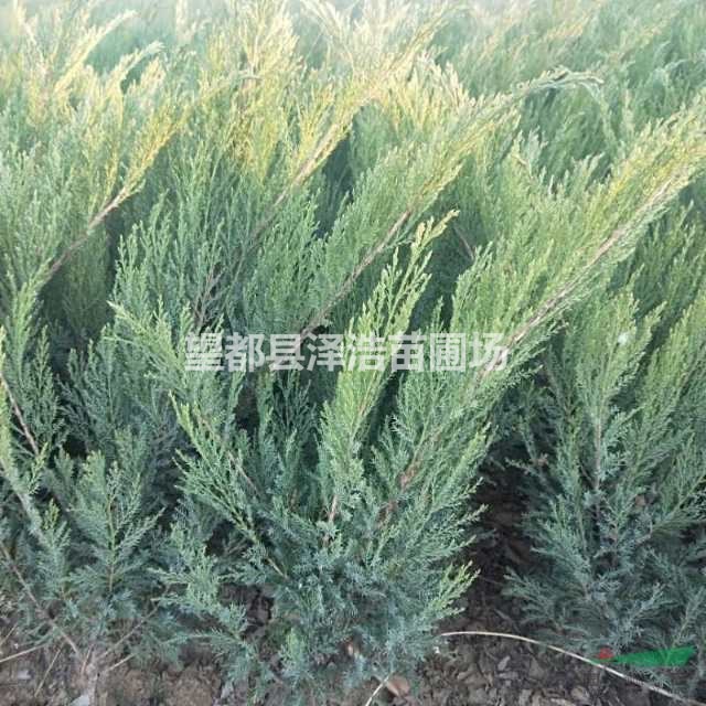 【沙地柏】定州沙地柏_河北沙地柏_保定沙地柏_沙地柏產(chǎn)地報價