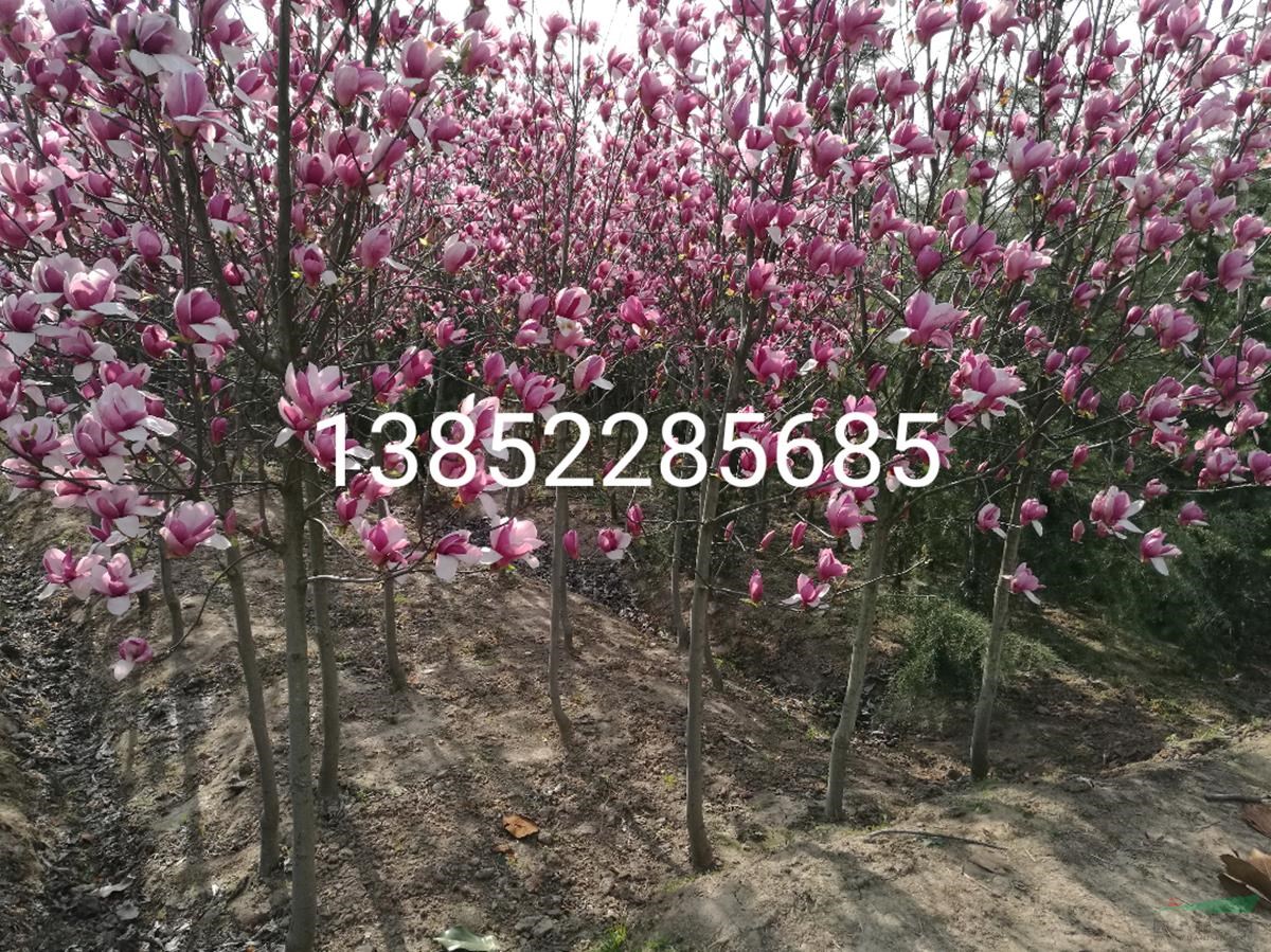 紅玉蘭直徑3公分4公分5公分供貨商要價多少
