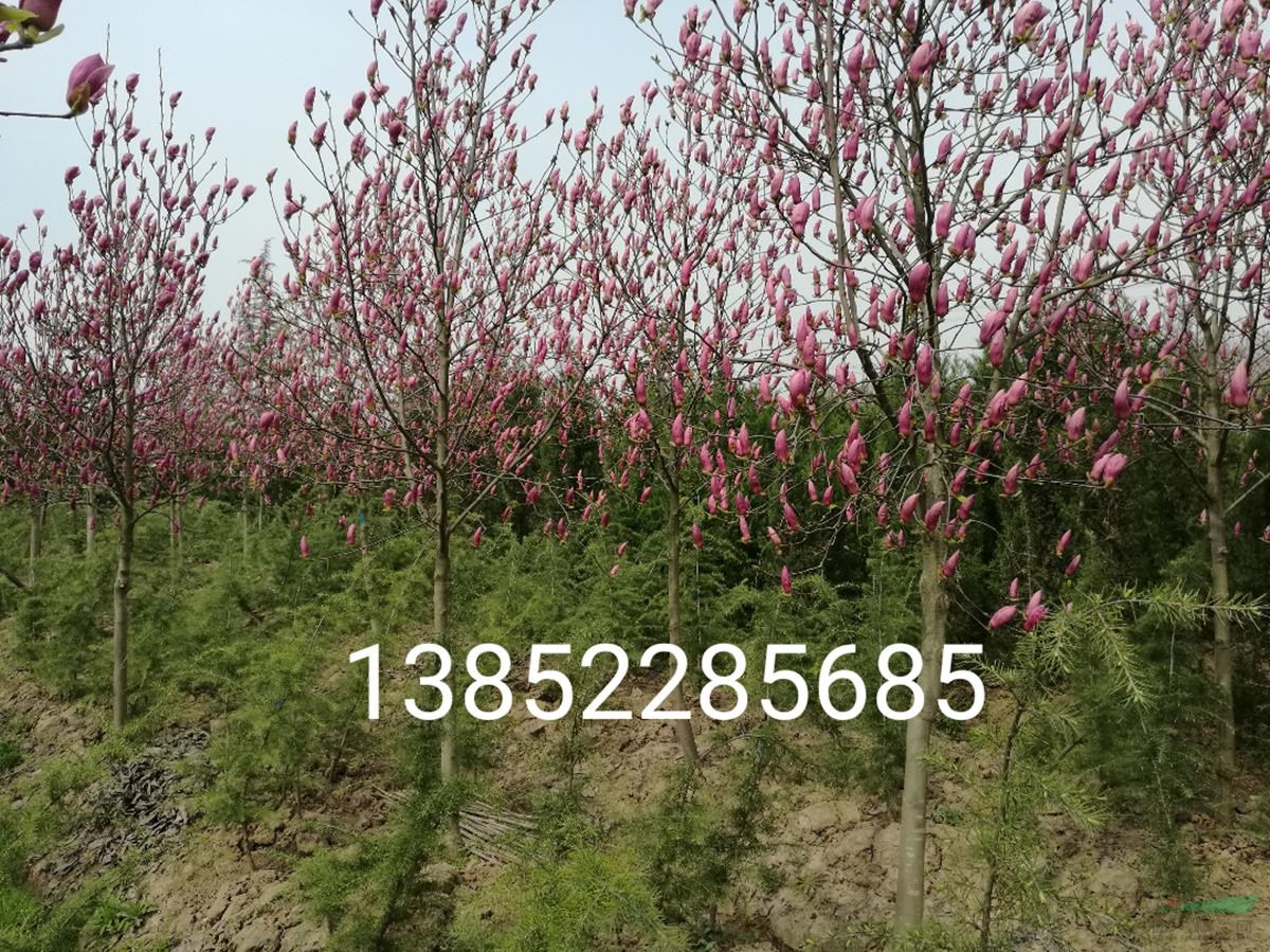 紅玉蘭直徑3公分4公分5公分供貨商要價多少