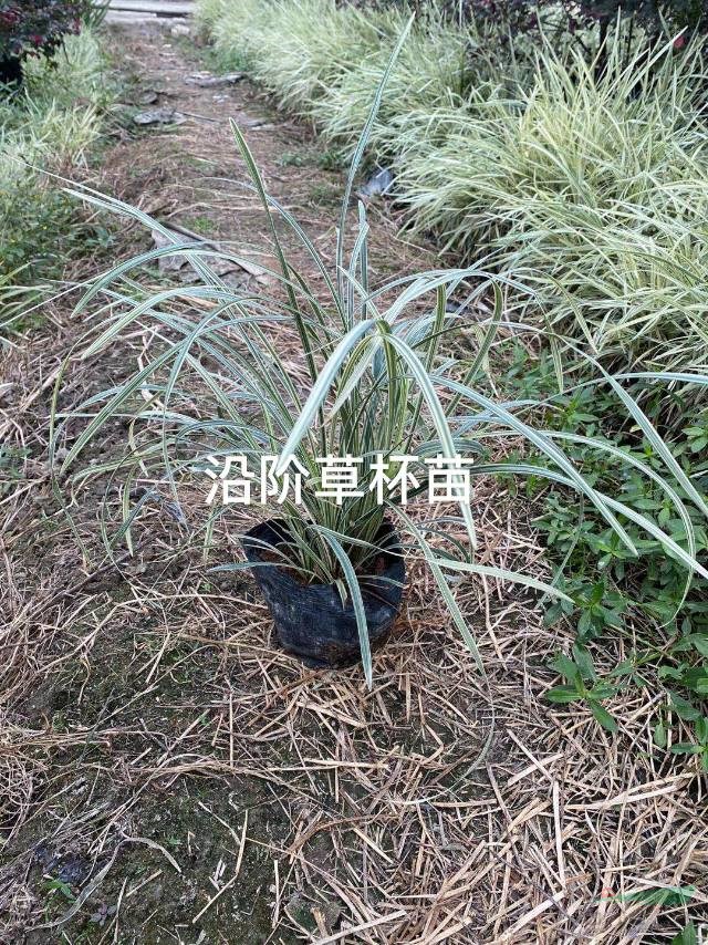 福建省漳州市銀邊草基地