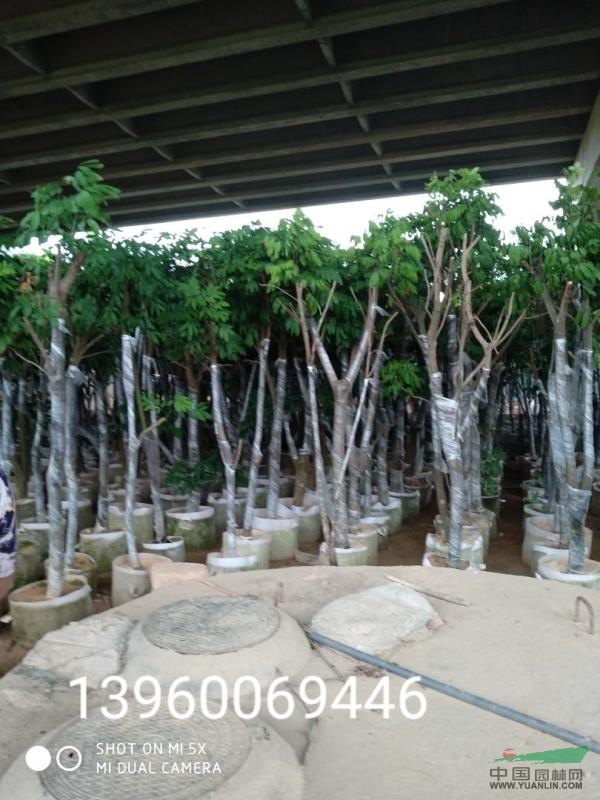 福建大小規(guī)格龍眼樹(shù)批發(fā)