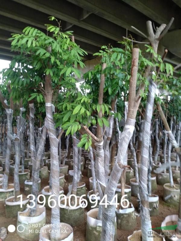 福建大小規(guī)格龍眼樹(shù)批發(fā)