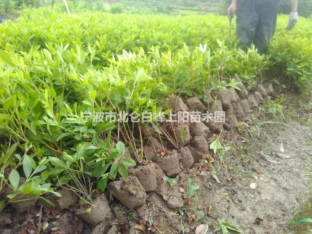 寧波北侖苗地大量直接供應20-30冠毛鵑小毛球