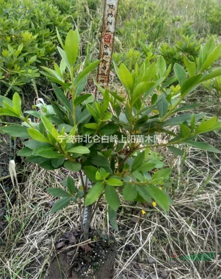 寧波北侖苗地大量直接供應20-30冠毛鵑小毛球
