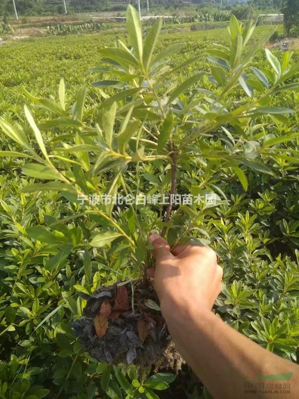 寧波北侖苗地大量直接供應20-30冠毛鵑小毛球