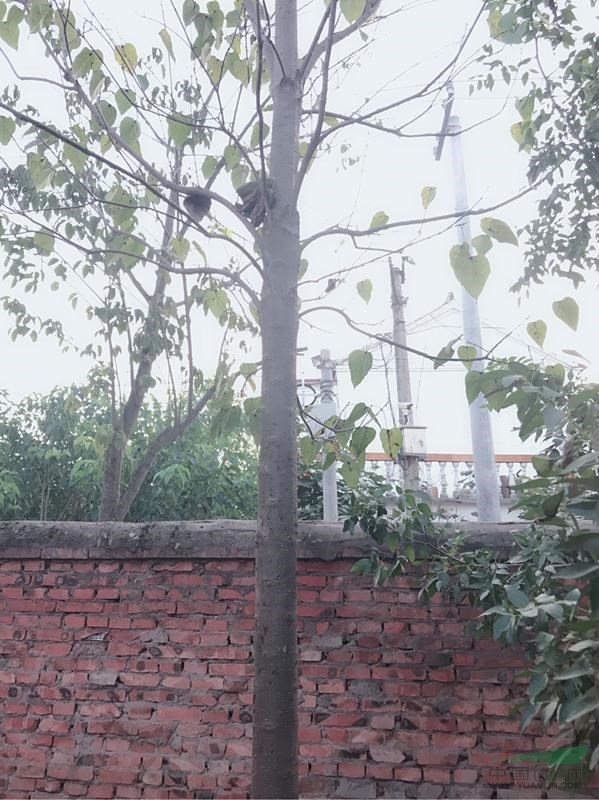 楸樹大放價，中旭園林，一批優(yōu)質楸樹熱銷中