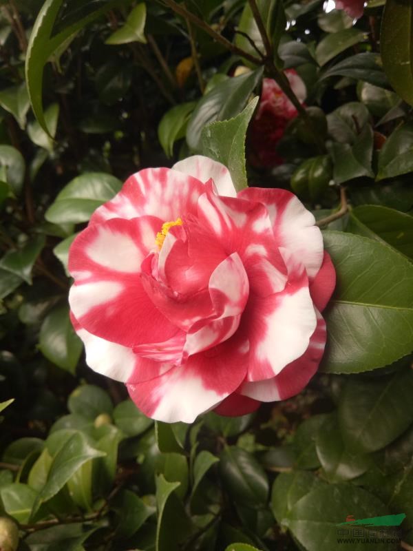 猛龍茶花園供應茶花