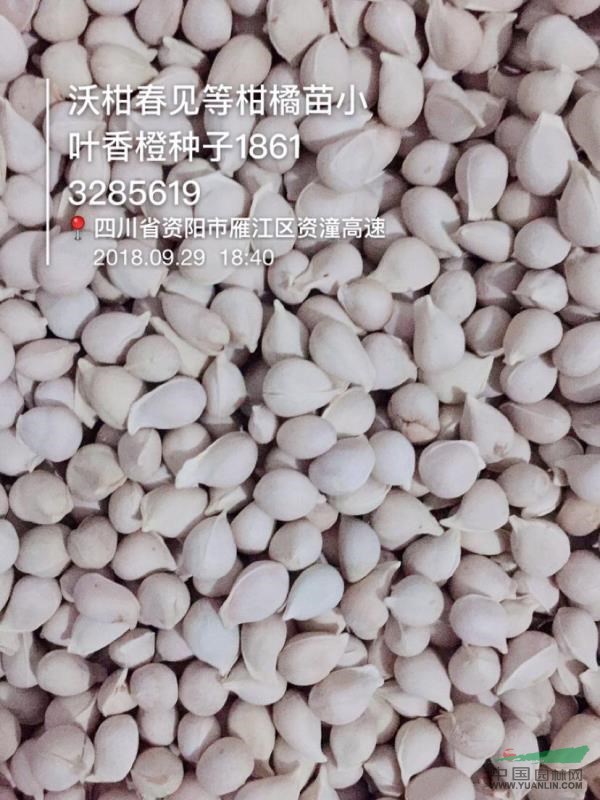 香橙種子，資陽香橙種子 柑橘種子 