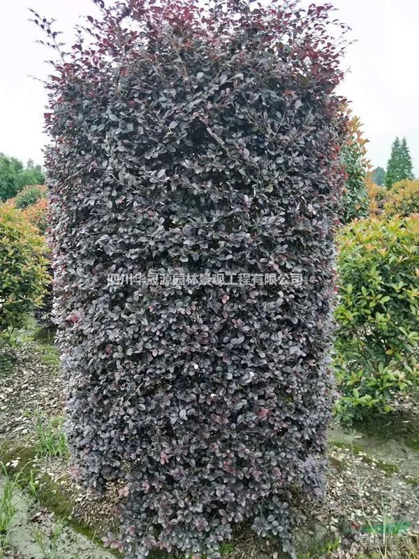 四川成都大量批發(fā)供應(yīng)紅繼木柱、紅繼木工程苗、紅繼木球