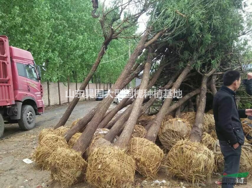 1米直徑國槐樹種植基地及市場行情 老國槐價格