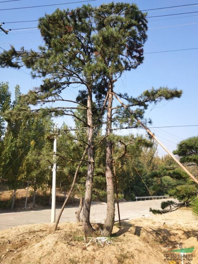 造型松