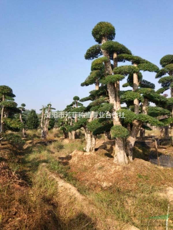 湖南占地造型榆樹 造型小葉女貞 造型魚鱗木 樸樹 紫薇 羅漢