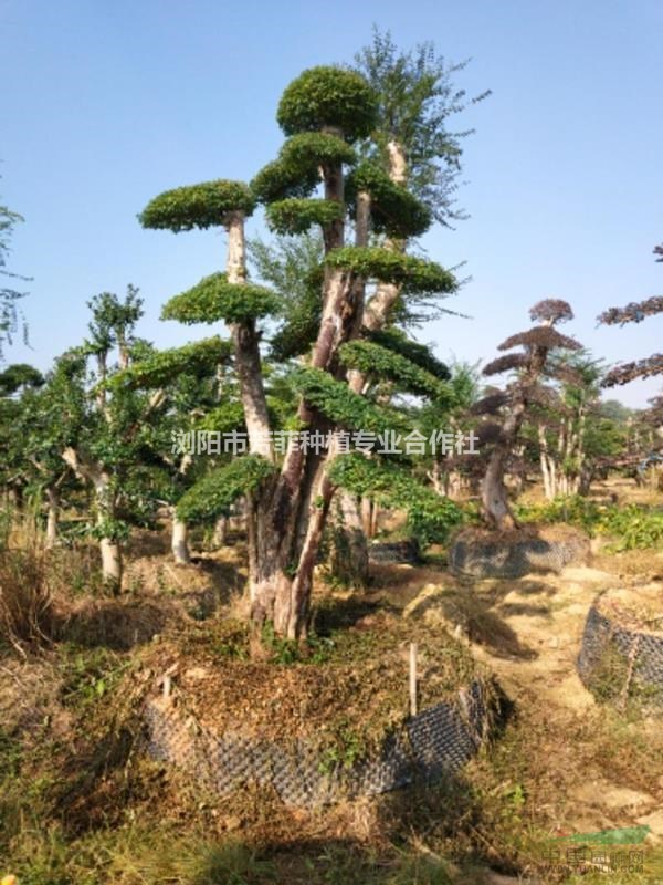 湖南占地造型榆樹 造型小葉女貞 造型魚鱗木 樸樹 紫薇 羅漢