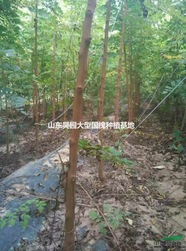北欒小苗 3公分北欒價格 