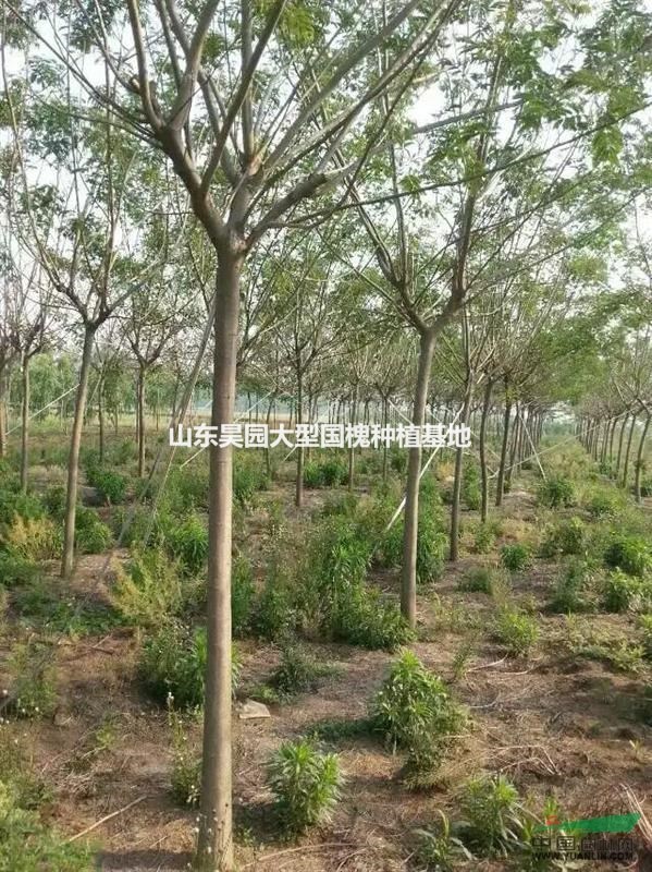 北欒小苗 3公分北欒價格 