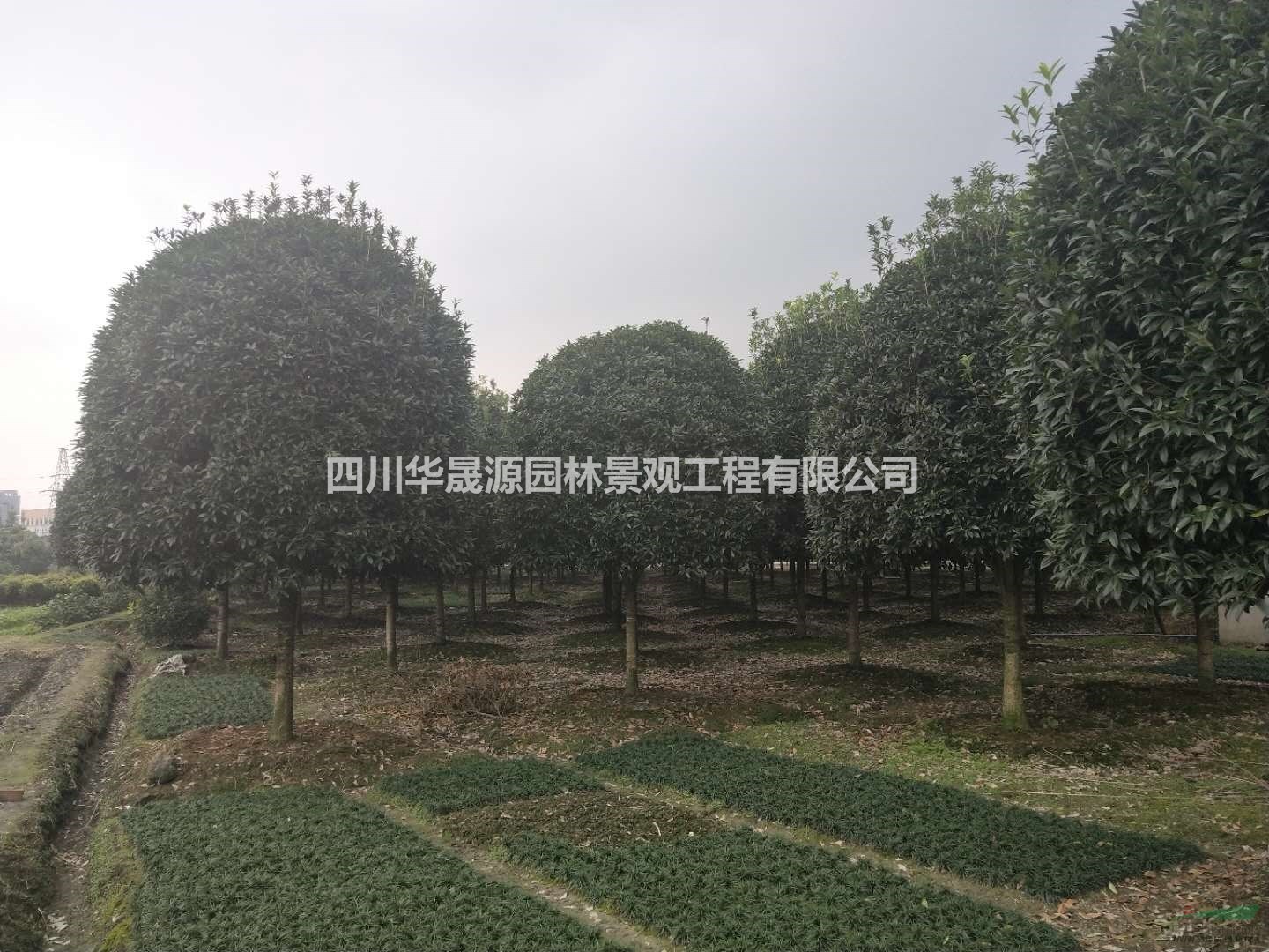 供应12公分桂花各种规格精品桂花，西南桂花基地，成都桂花批发