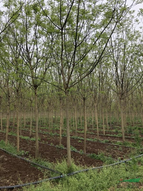 西安大量供應8-12公分國槐、白蠟