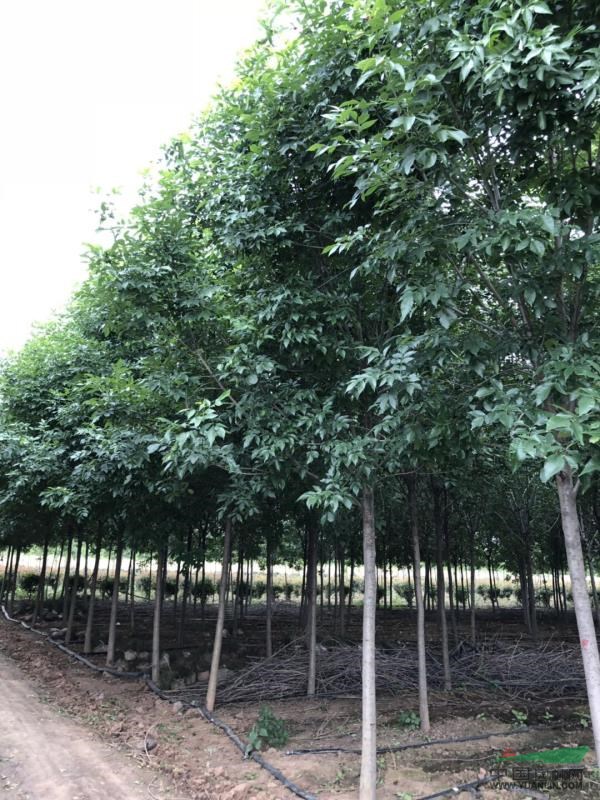 西安大量供應8-12公分國槐、白蠟