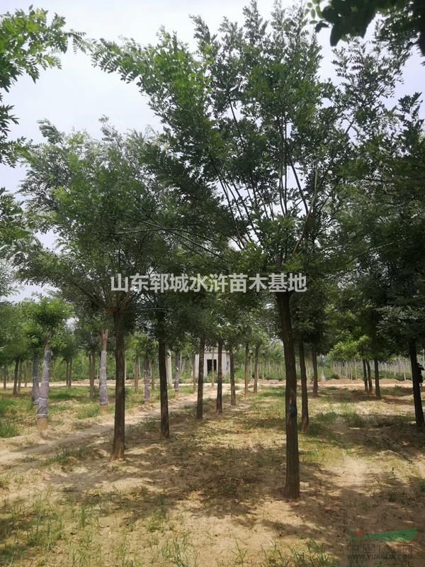 出售16公分發(fā)帽國槐樹16公分國槐價格