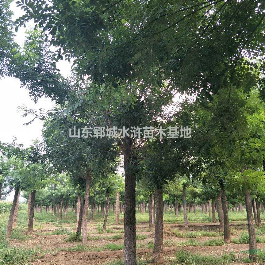 出售16公分發(fā)帽國槐樹16公分國槐價格