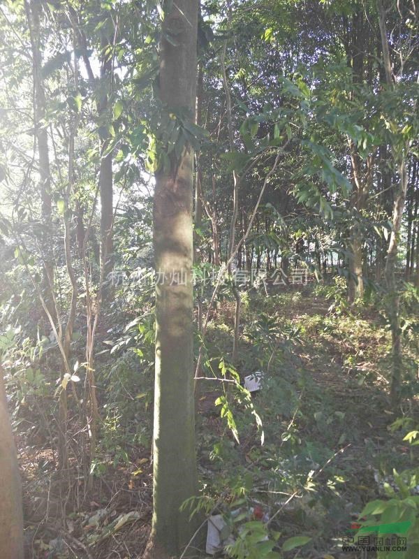 供應(yīng)精品無患子25公分一支