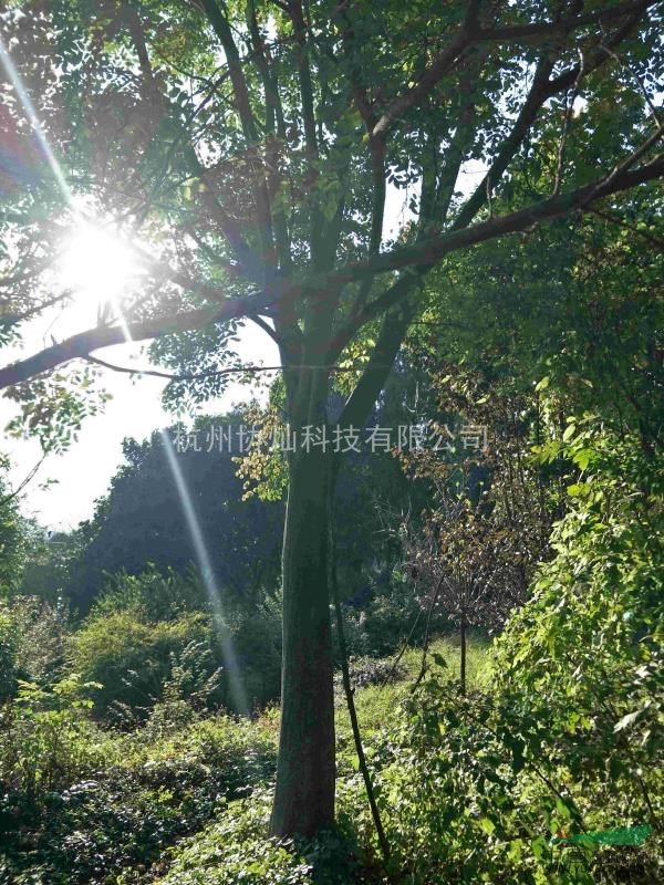 供應30公分欒樹一支