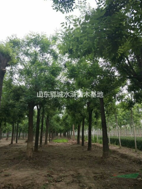 胸徑16公分國(guó)槐樹價(jià)格
