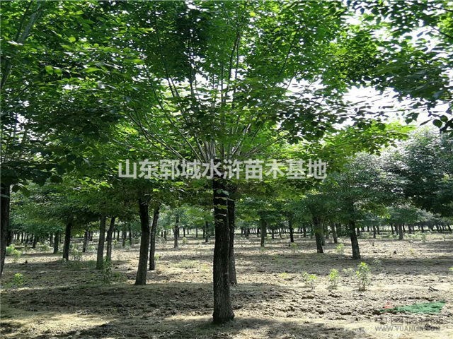 胸徑16公分國(guó)槐樹價(jià)格