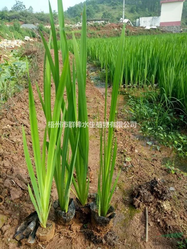 廣西北海水生植物黃菖蒲供應｜查供貴州水生植物園林景觀