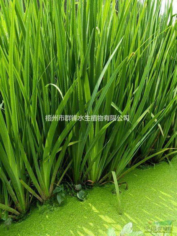 可供廣東水生植物|水生植物供應(yīng)商｜黃菖蒲（黃花鳶尾）直銷