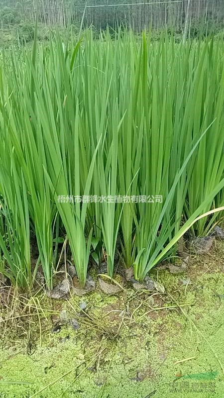 可供廣東水生植物|水生植物供應(yīng)商｜黃菖蒲（黃花鳶尾）直銷