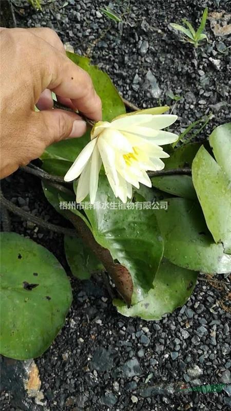 哪里賣水生植物睡蓮|可供云南園林綠化