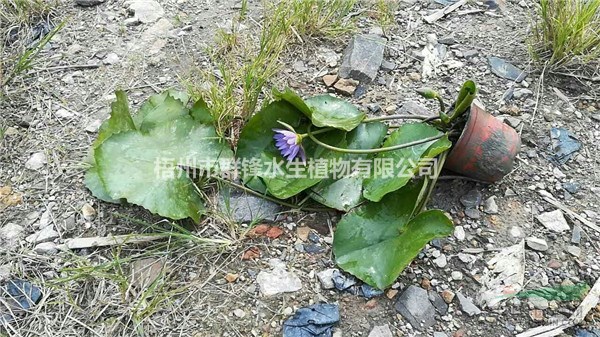 哪里賣水生植物睡蓮|可供云南園林綠化