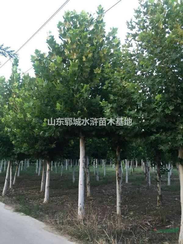 法桐價(jià)格法桐種植基地16公分法桐價(jià)格